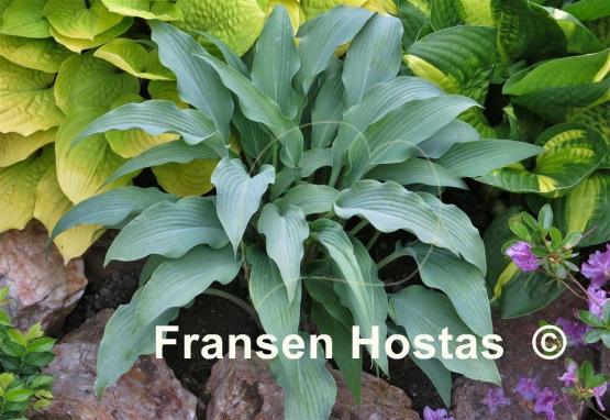 Hosta Venetian Blue